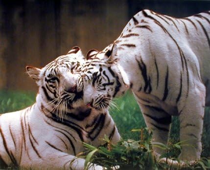 Двойка Бели Бенгалски Тигри Стенен Декор Плакат с изображение на Дивата Природа и Животни (16x20)